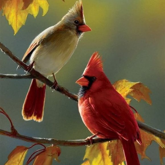 Shop the Cardinals' Closet For Plus Sizes! NWT - Picture 1 of 1